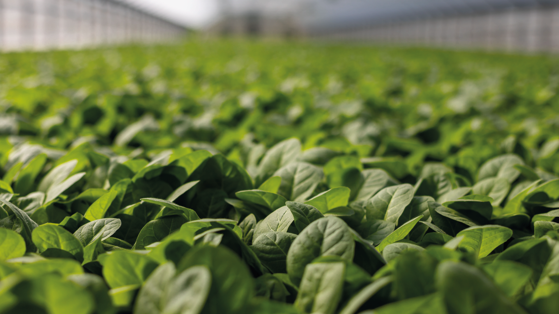 euralis-cas-client-thelio